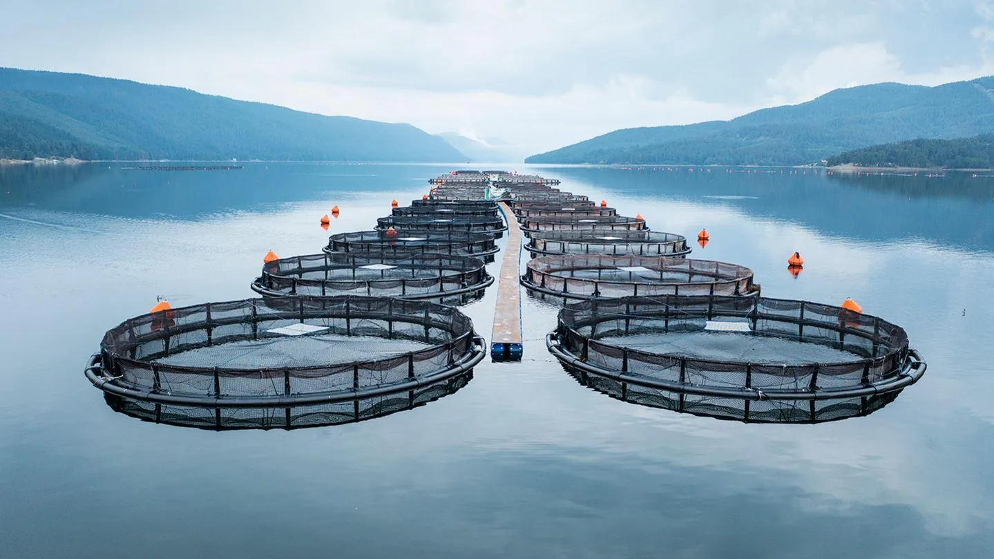 Oxygen in Fish Farming: On-Site Oxygen Generation with PSA Oxygen Generators